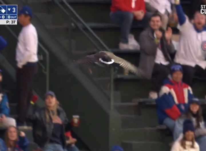 Goose at Wrigley Field during Phillies-Cubs recalls past wildlife interruptions