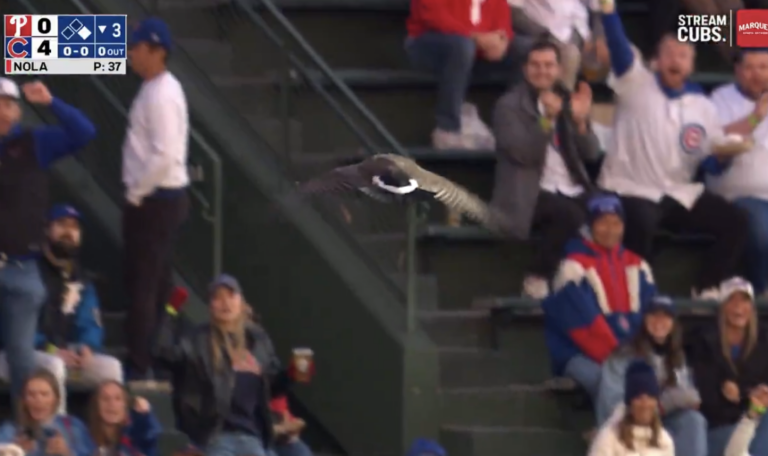 Goose at Wrigley Field during Phillies-Cubs recalls past wildlife interruptions